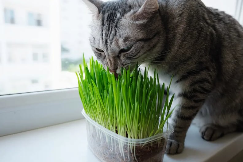 Cat-Grass