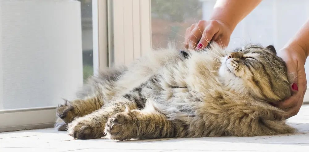 happy-cat-getting-brushed