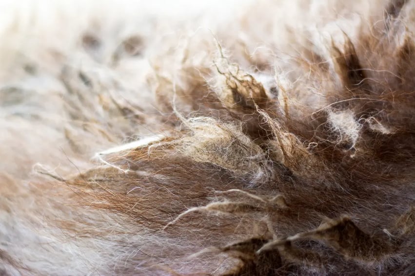 matted-cat-fur