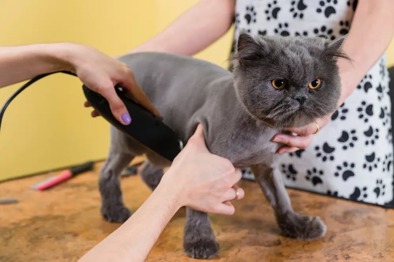 cat-getting-a-lioncut