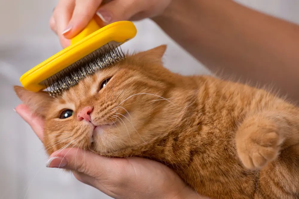 cat-getting-brushed