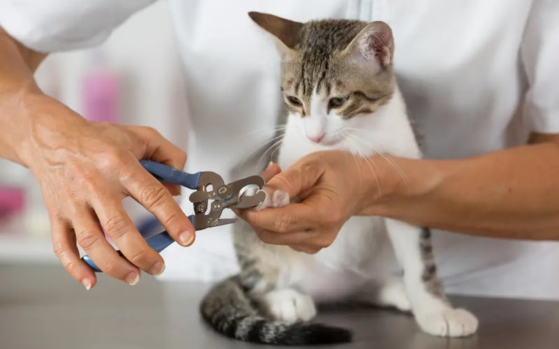 cat-getting-nail-trim