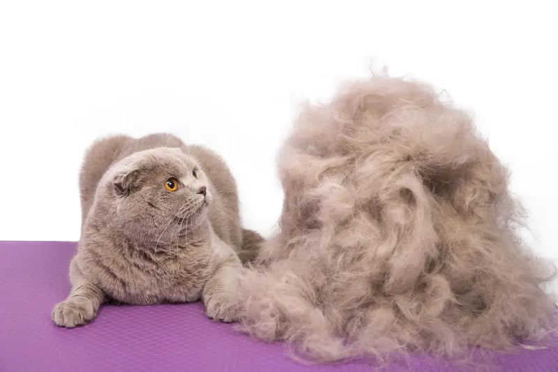 cat-next-to-pile-of-cat-hair