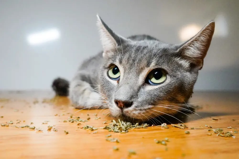 cat-enjoying-catnip