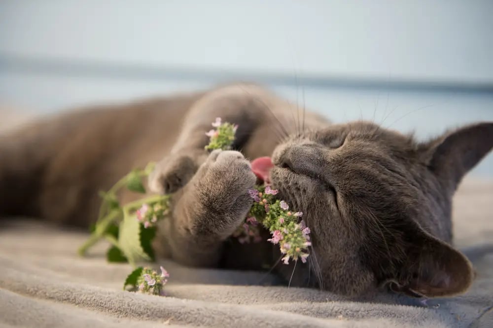 cat-playing-with-fresh-catnip