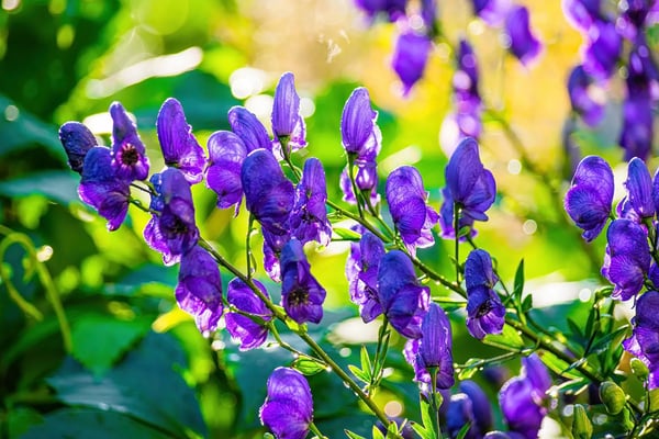 Monkshood