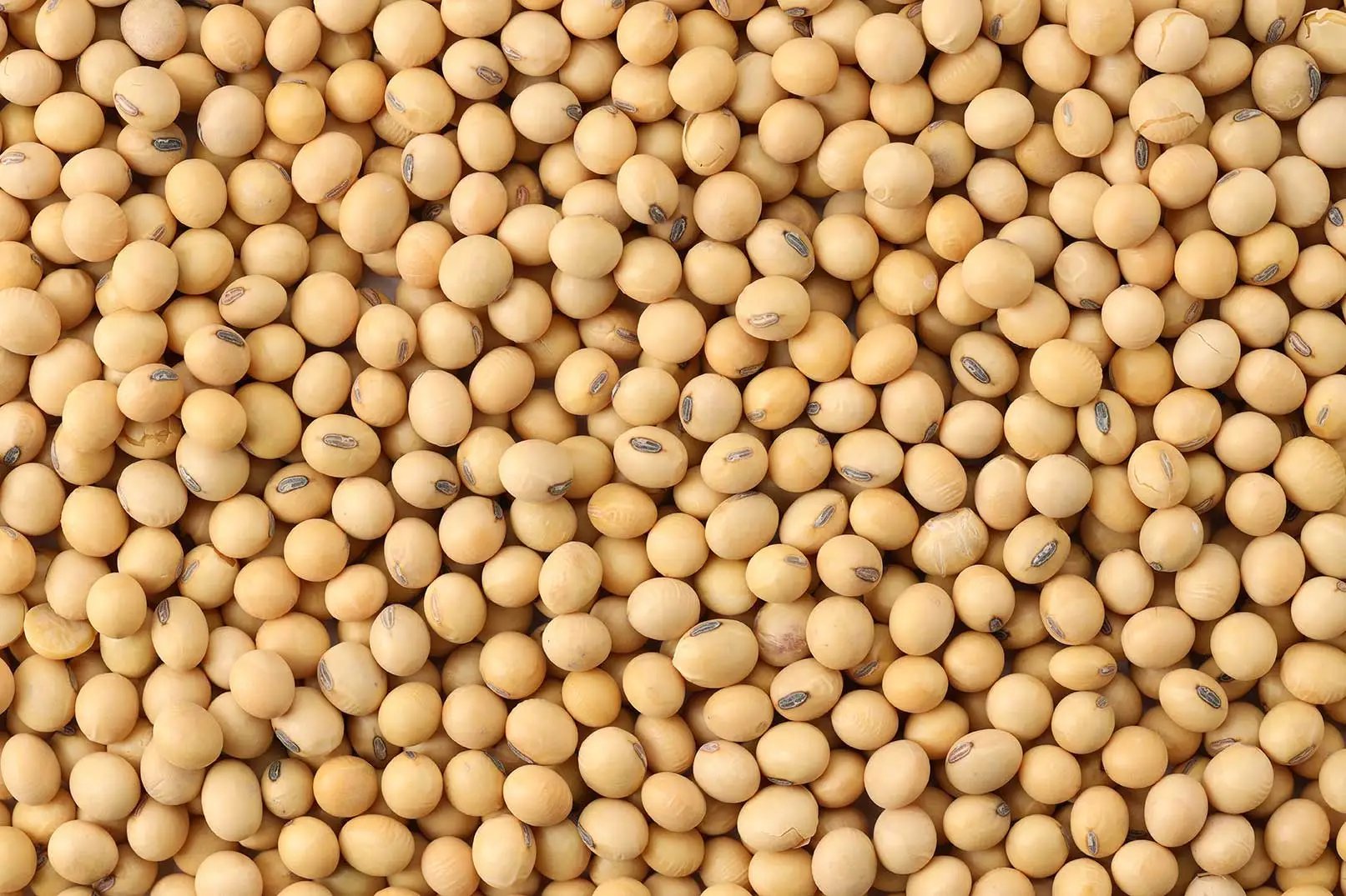 Soy