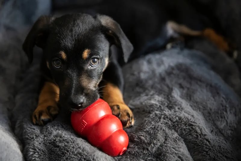 puppy-chewing-kong-classic