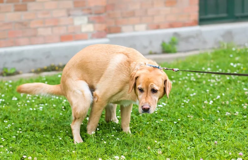 dog-struggling-to-poop