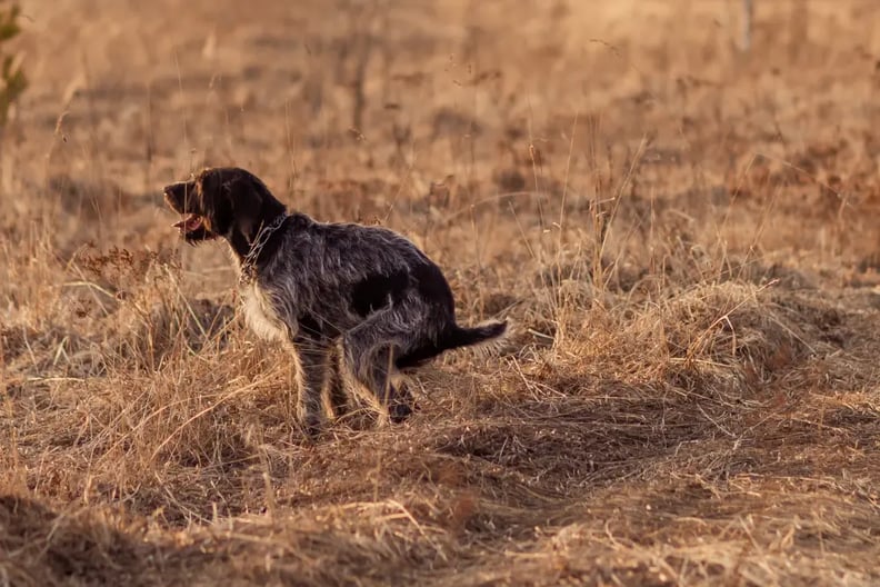 dog-trying-to-poop