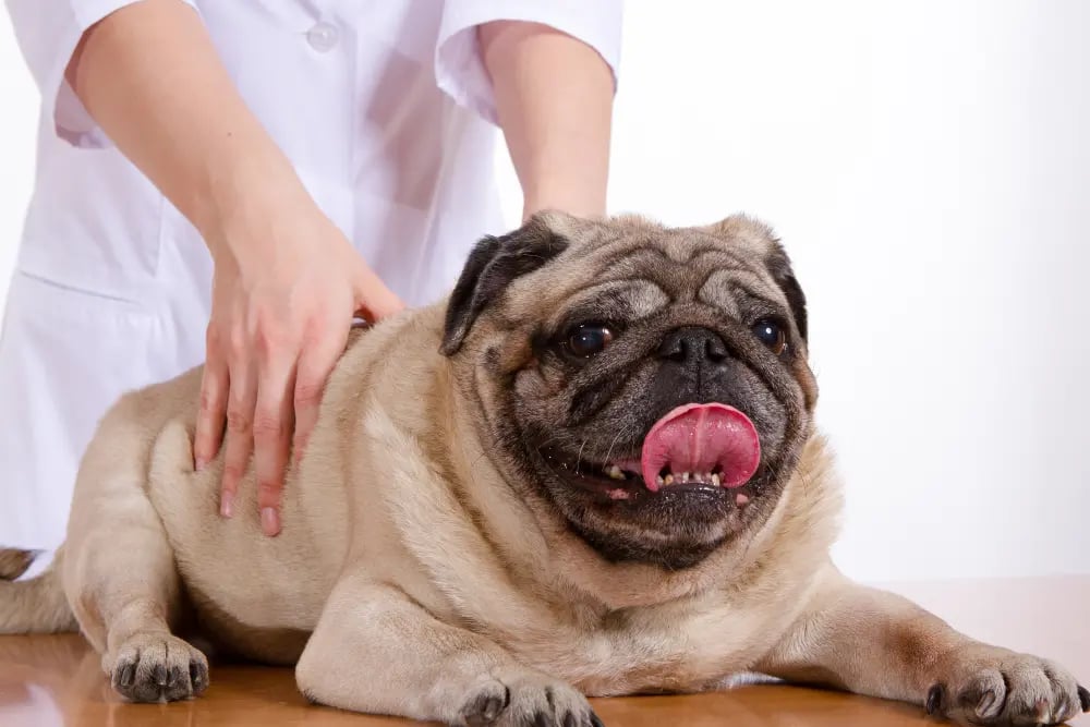 pug-getting-a-back-massage