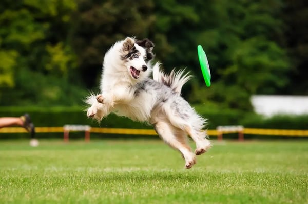 disc-dog