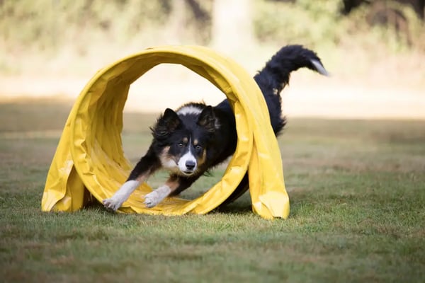 dog-agility