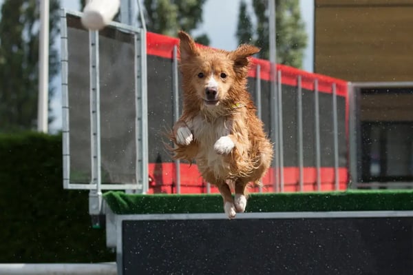 dog-dock-diving