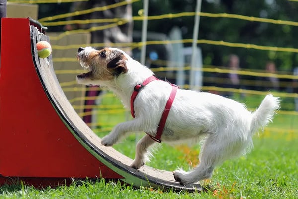 dog-flyball