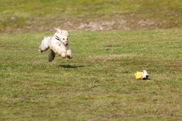 dog-lure-coursing