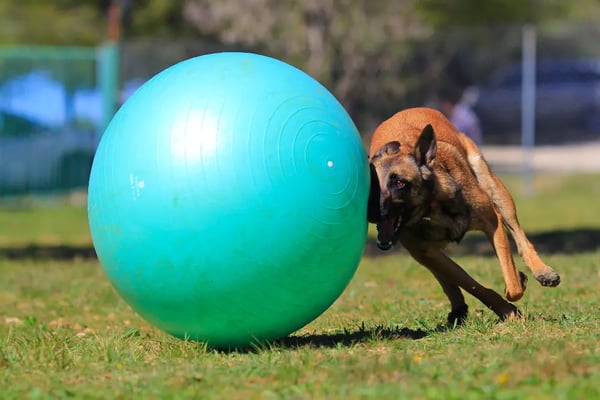 dog-treibball