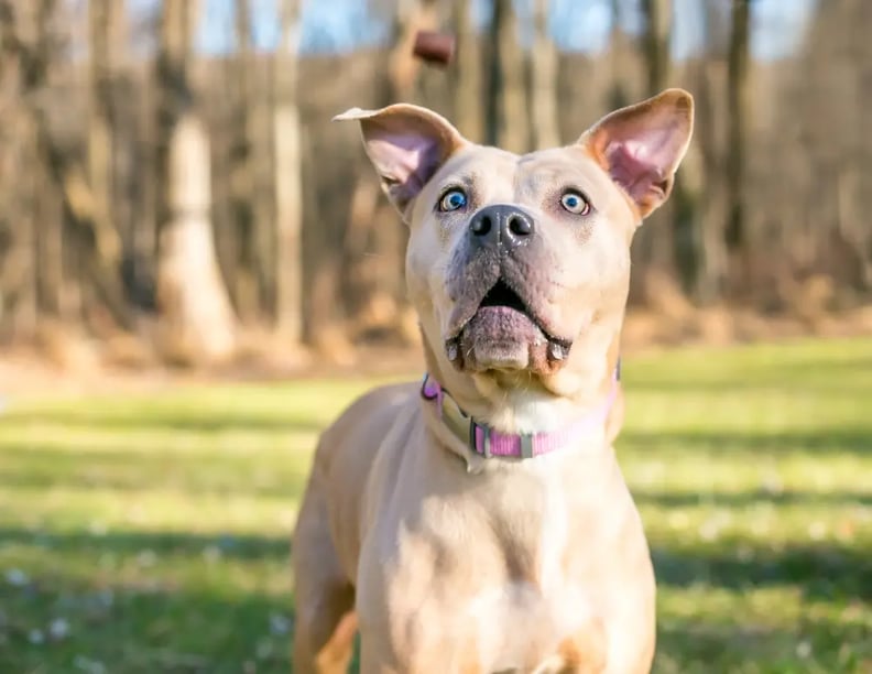 dog-cat-a-treat-trick