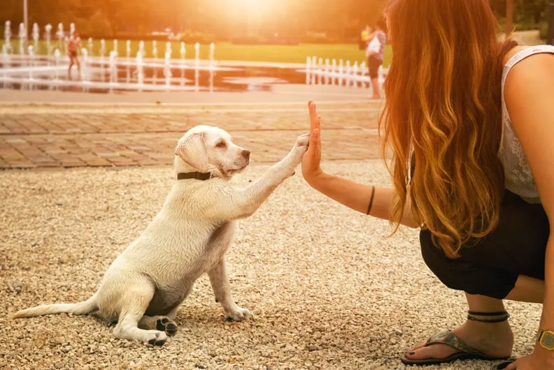 dog-high-five-trick