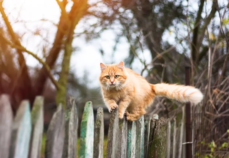 outdoor-cat-on-a-fence