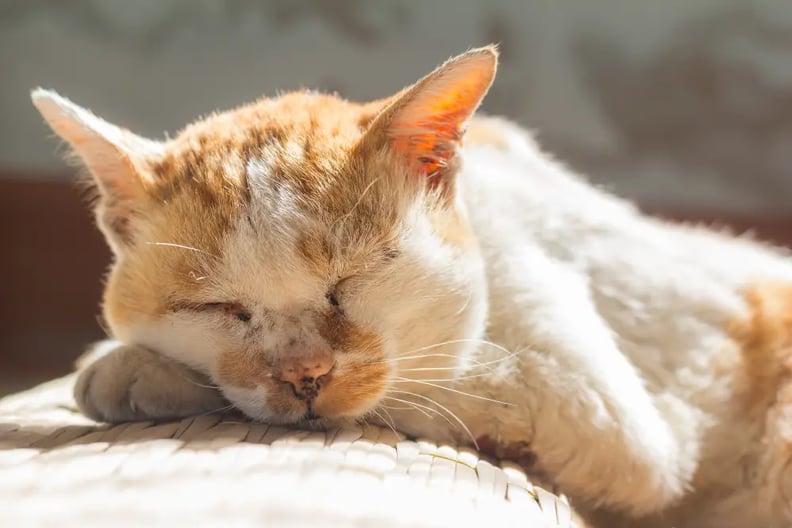 seniot-cat-napping