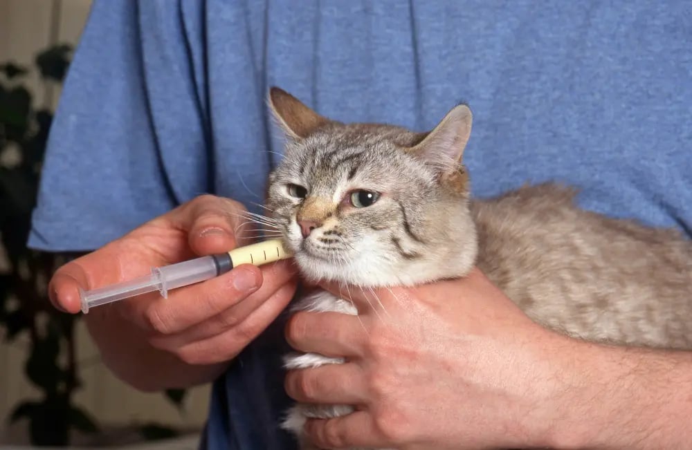 cat-getting-liquid-medication