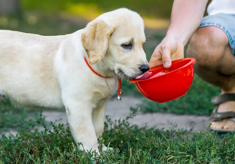 puppy-drinking-water