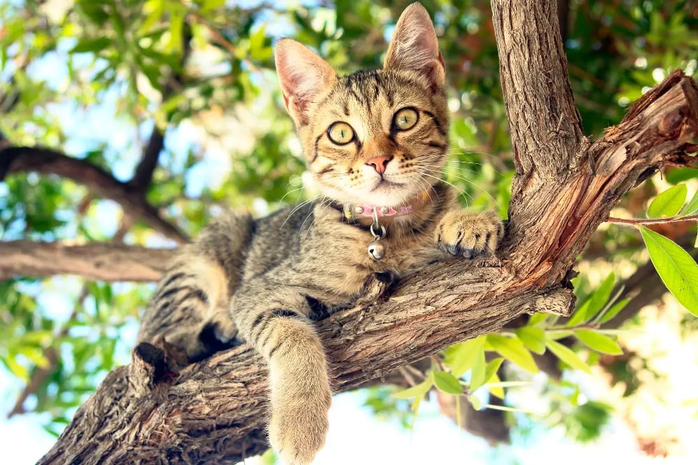 adventurous-cat-in-a-tree