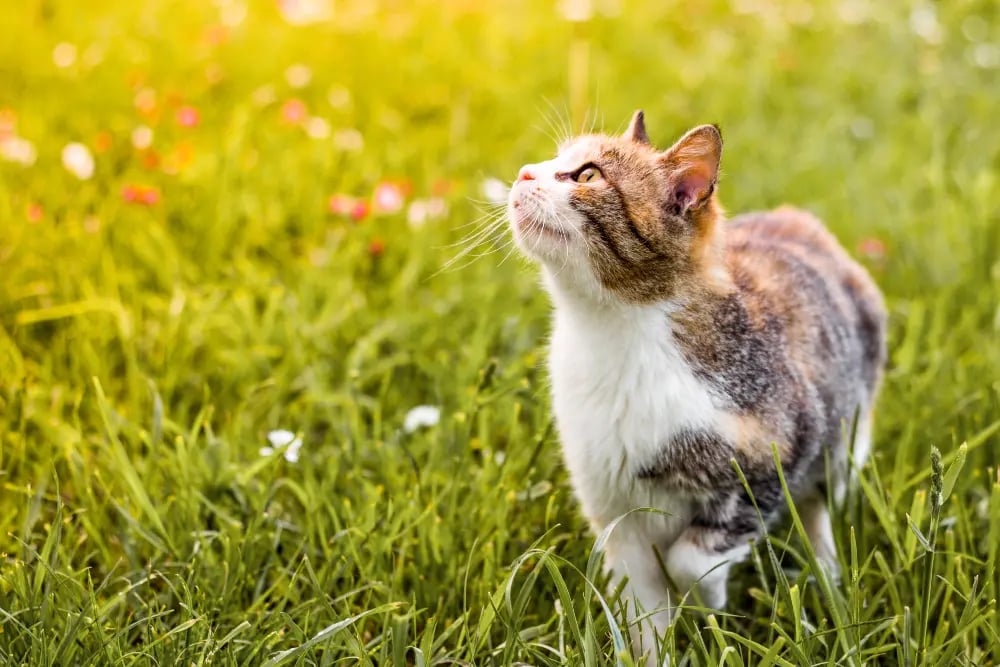 cat-exploring-nature