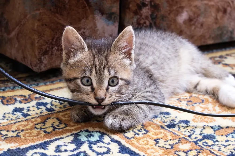 kitten-chewing-on-cord