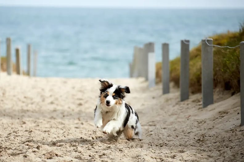 mini-aussie-puppy-at-beach