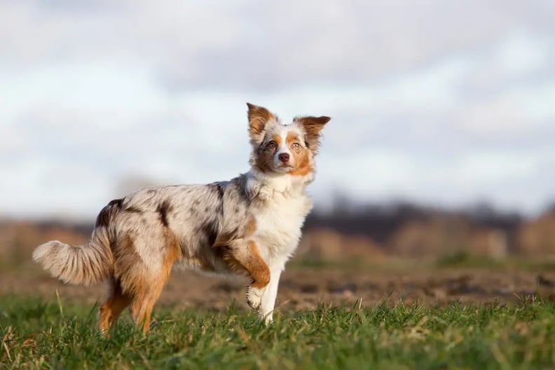 mini-australian-shepherd-in-field