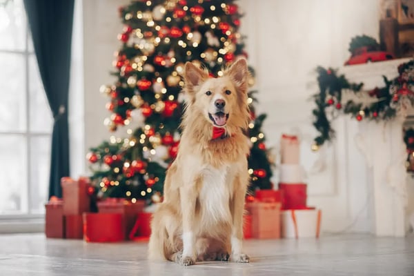 Dog-Christmas-Photography