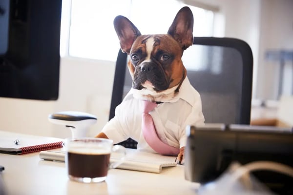 business-dog-photoshoot