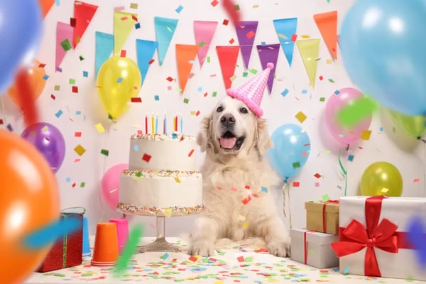 dog-birthday-photoshoot