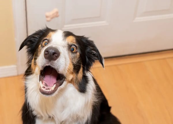 dog-catching-treat-photoshoot