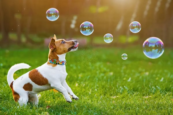 dog-chasing-bubble-photoshoot