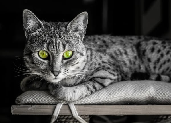 egyptian-mau-cat