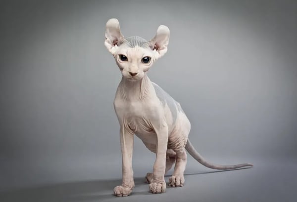 Cat breeds: Rare cat breeds that are strange but adorable including Peterbalds, LaPerms and Minskins