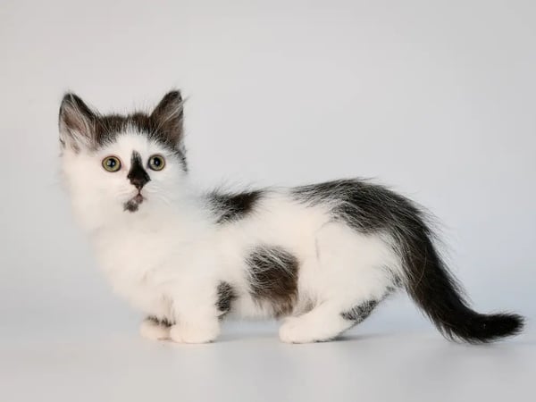 Top 5 Unique Cat Breeds