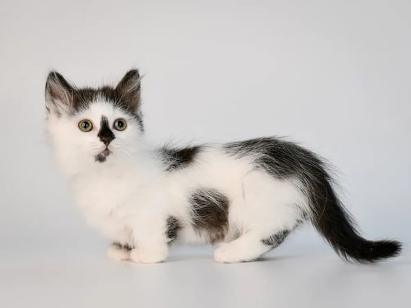 munchkin-cat