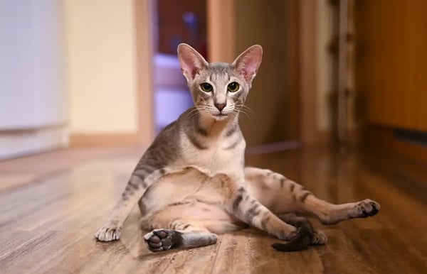 peterbald-cat