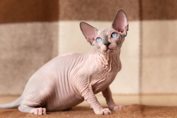 Cat breeds: Rare cat breeds that are strange but adorable including  Peterbalds, LaPerms and Minskins