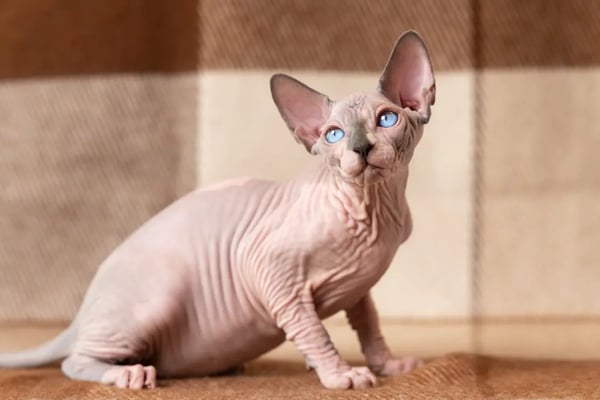 Cat breeds: Rare cat breeds that are strange but adorable including Peterbalds, LaPerms and Minskins