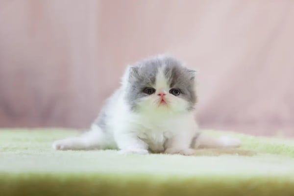 Top 10 Strangest Cat Breeds Weird & Funny Looking Felines