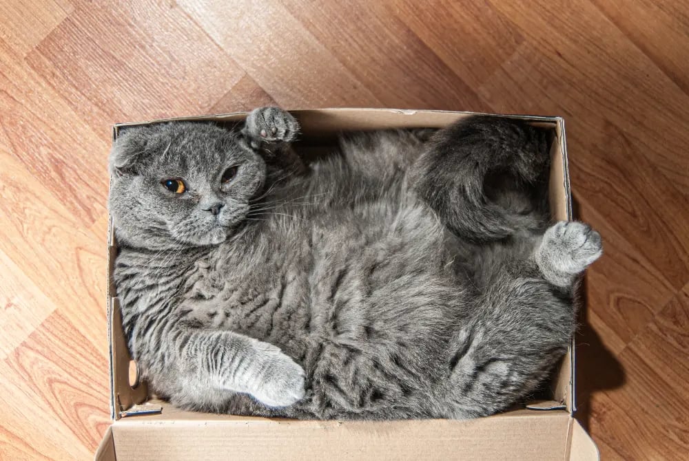 cat-in-a-box
