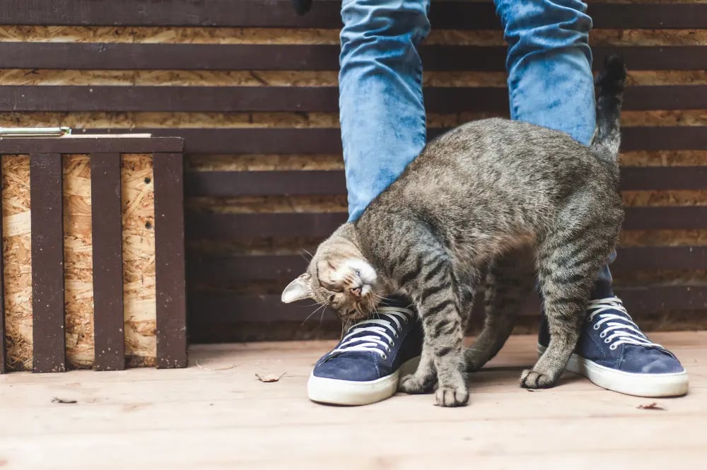 Why Do Cats Knead? 6 Quirky Cat Behaviours Explained