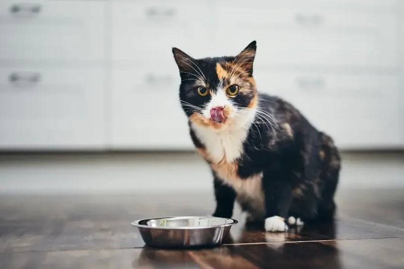 cat-licking-lips-after-eating