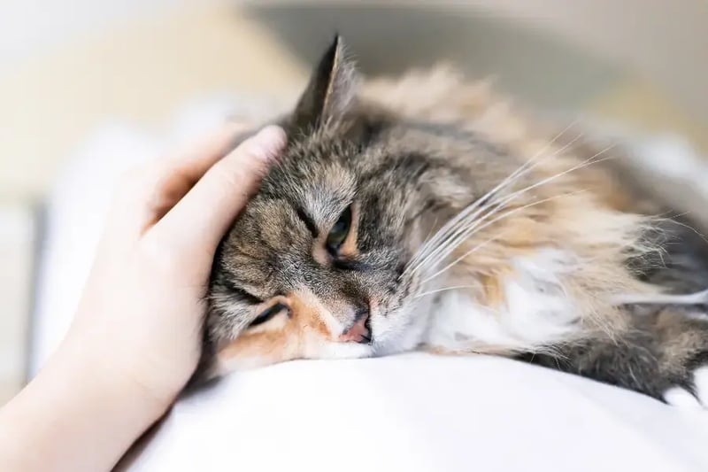 Sick-cat-getting-petted