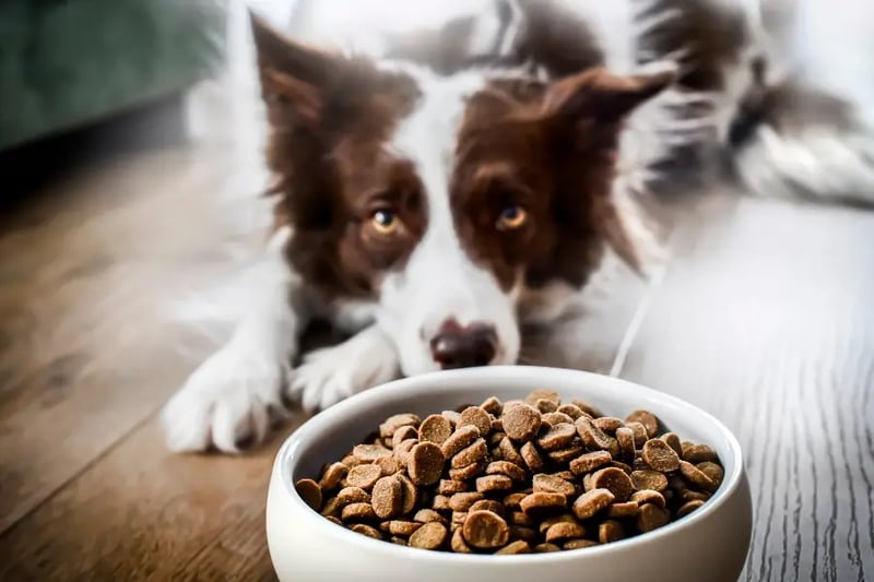 dog-waiting-patiently-in-front-of-bowl-of-kibble